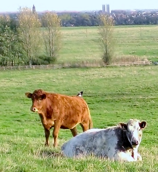 Cow and Magpie