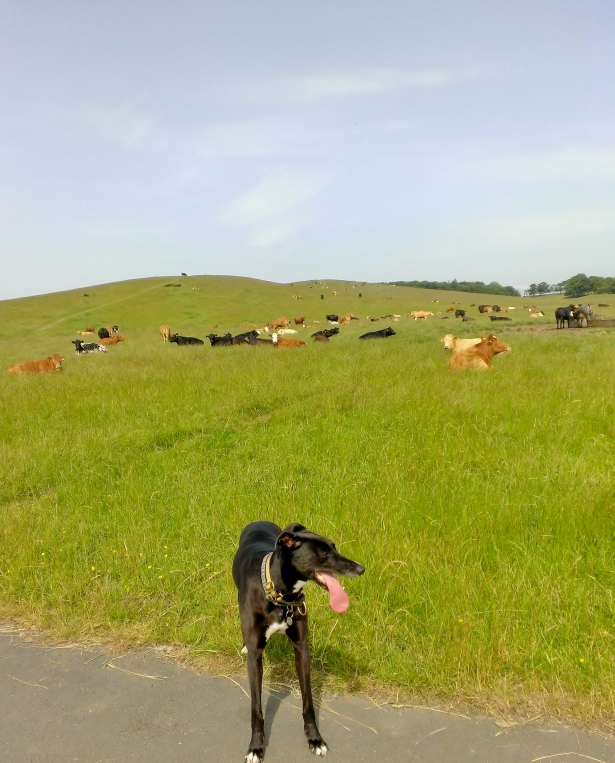 Cows and Mischa