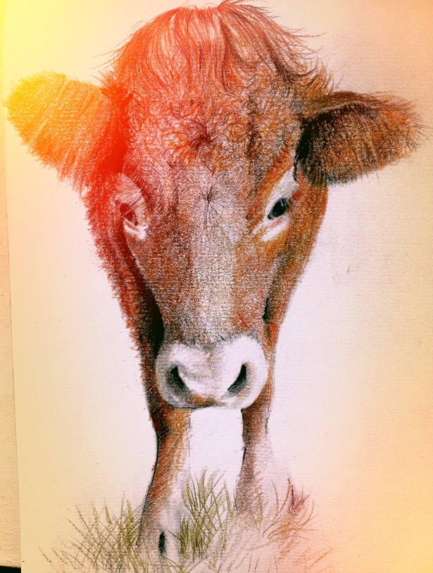 Ginger Cow